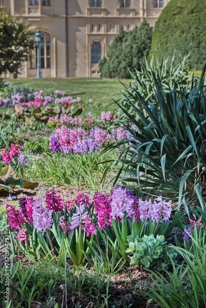 Obraz Colorful hyacinths blooming in the spring castle garden. Castle Lednice, Czech republic