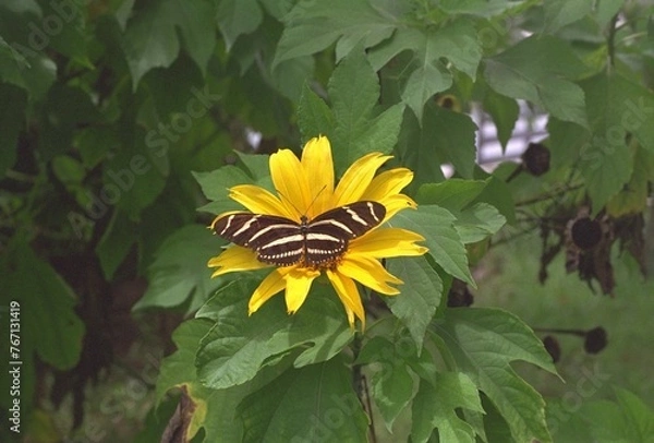 Obraz Tithonia diversifolia - Mexican Sunflower with Butterfly
