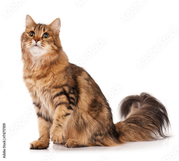 Obraz Siberian cat