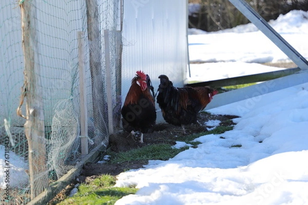 Fototapeta farm rooster winter