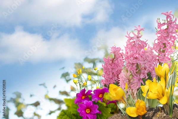 Fototapeta spring flowers background