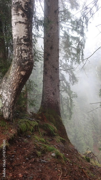 Obraz Nebel und Wald