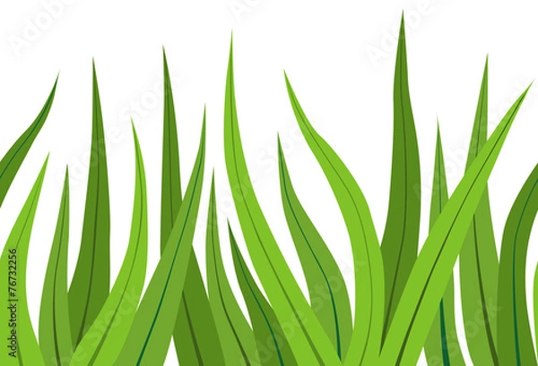 Obraz Green grass on white