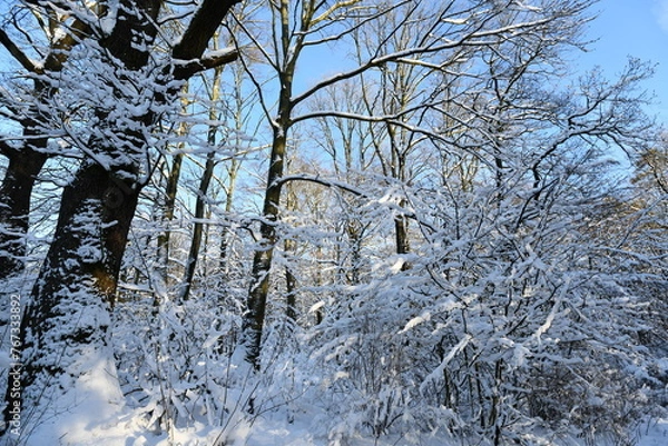 Obraz Schneebedeckte Bäume im Wald