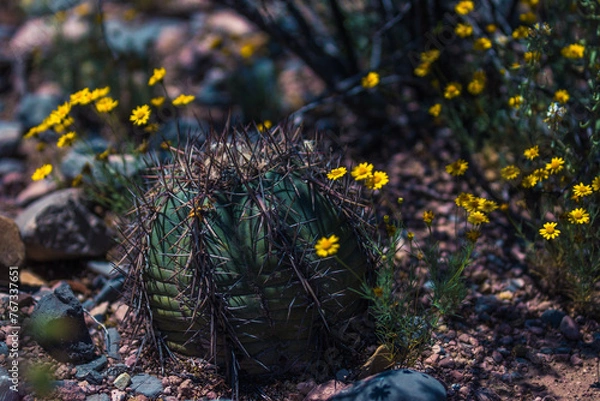 Obraz Cactus del desierto