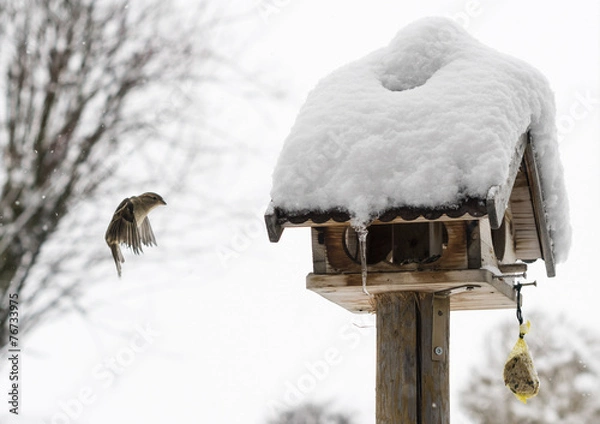 Obraz Bird feeding at winter