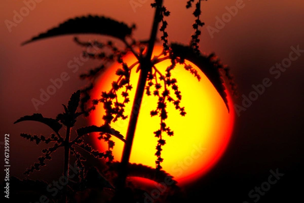 Fototapeta Weed plant lit up by red sun round and colorful