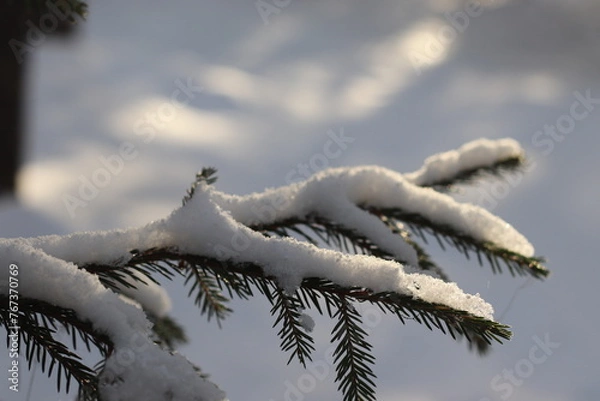 Obraz snow covered pine tree