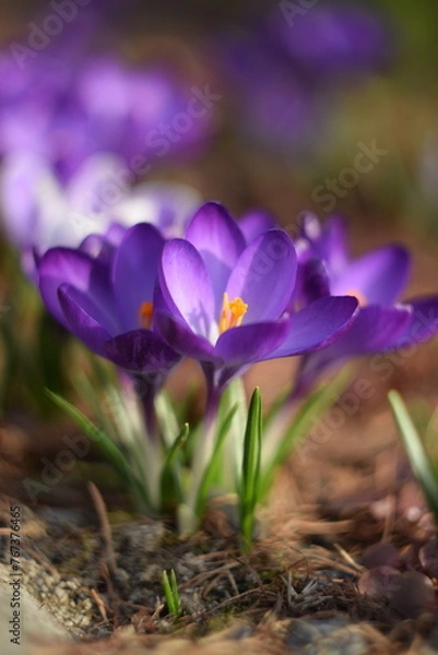 Fototapeta Blooming crocuses in spring garden, soft focus  by old manual helios lens,bokeh background, blurr as painted.