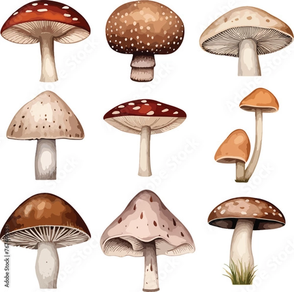 Fototapeta Set of watercolor cute wild mushrooms such as fly agaric, porcini and chanterelle isolated on white background. Perfect for cards, invitations and posters