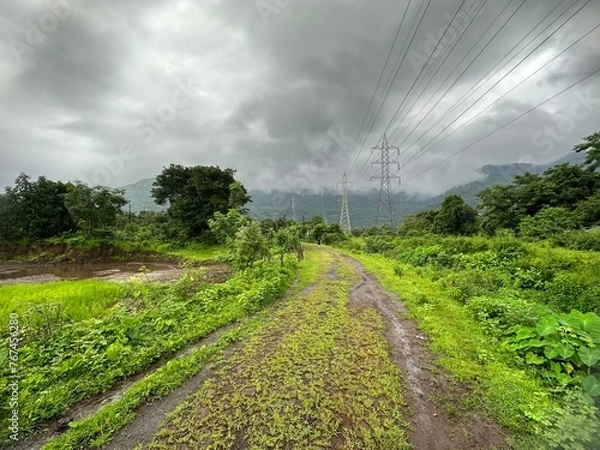 Fototapeta rice field