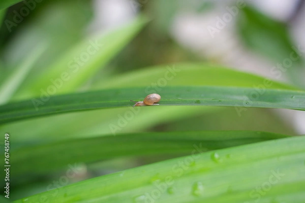 Obraz Little Snail on Leaf