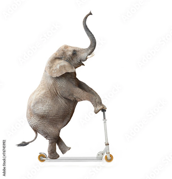 Fototapeta Słoń afrykański (Loxodonta africana) jedzie na hulajnodze.