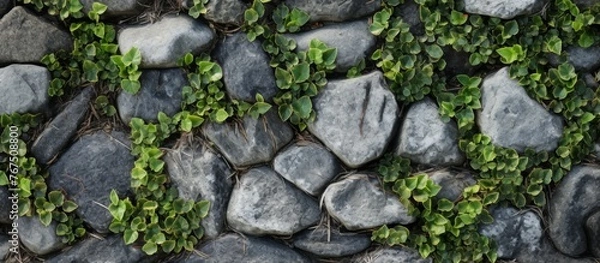 Obraz A detailed shot of a bedrock wall covered in ivy, creating a natural landscape art piece with terrestrial plants and groundcover