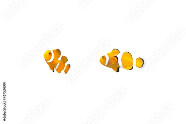 Fototapeta Close-up view of Ocellaris Clownfish fish isolated on a png file with transparent background.