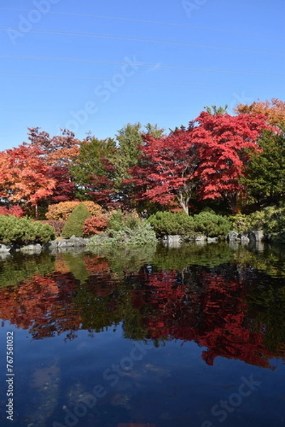 Fototapeta 日本庭園