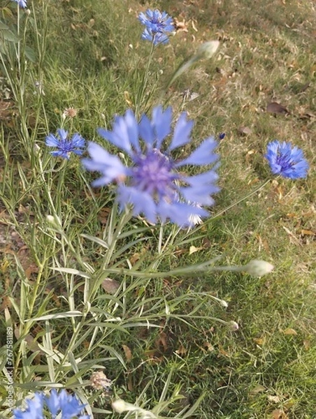 Obraz flowers in the forest