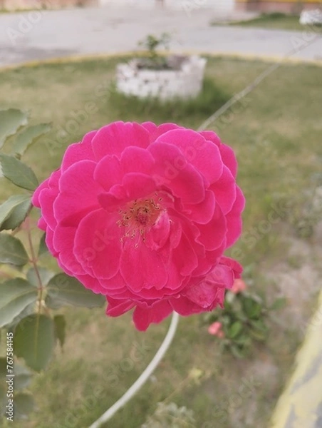 Obraz pink rose in the garden