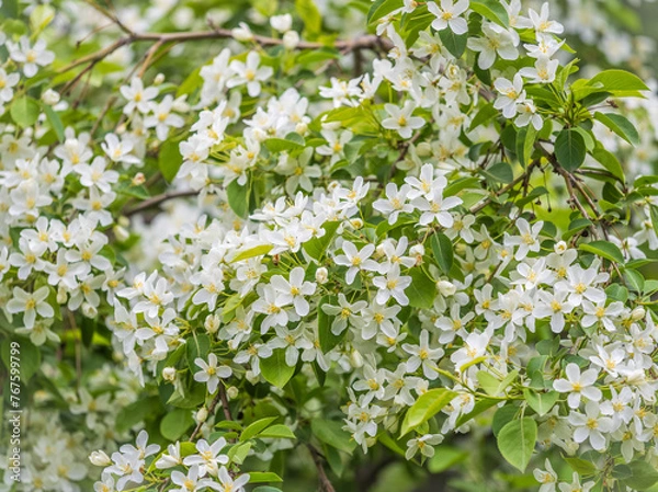 Obraz White blossoming apple trees in the sunset light. Spring season, spring colors.