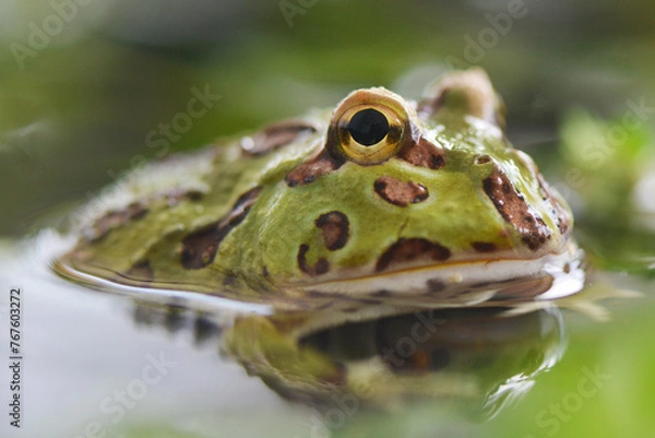 Obraz Toad on Water