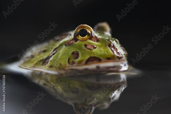 Obraz Toad on Water