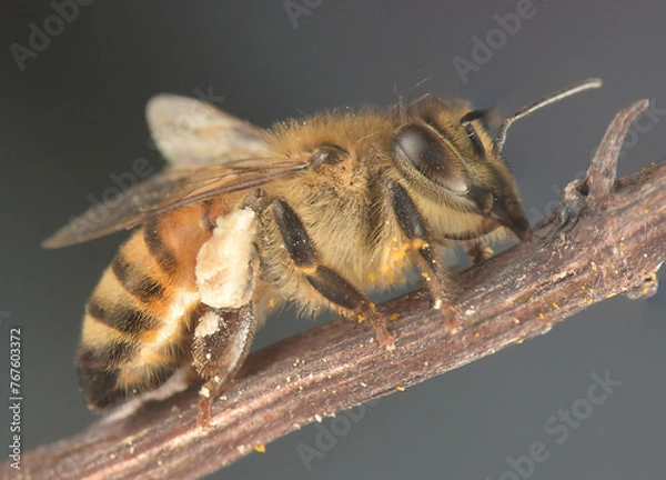 Obraz Hairy Bee on Branch