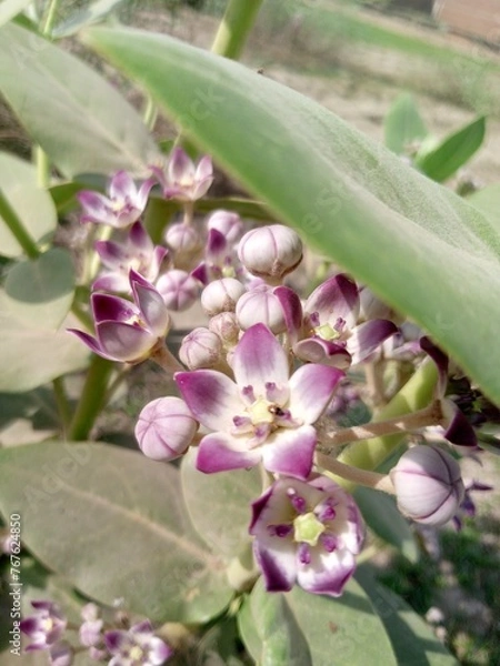 Obraz pink and white flower
