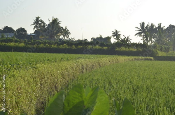 Obraz Taro Plant with Rice Paddy Background