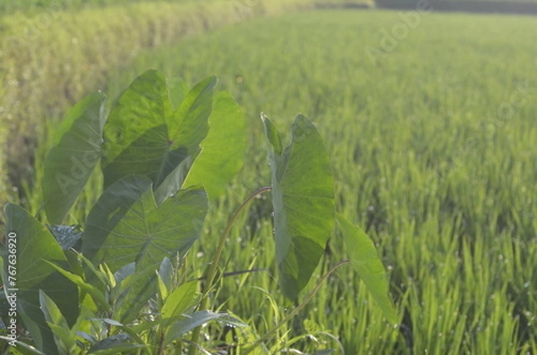 Obraz Taro Plant with Rice Paddy Background