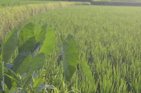 Obraz Taro Plant with Rice Paddy Background