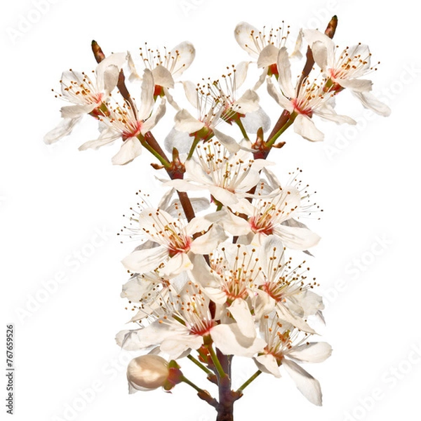 Obraz Blooming cherry twigs isolated on white background