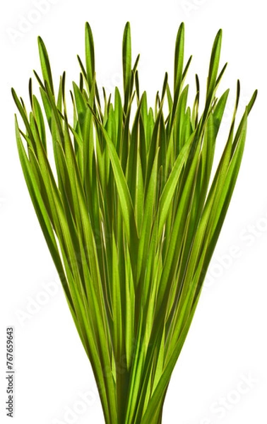 Obraz Green oblong leaves isolated on white 