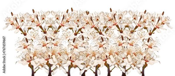 Obraz Blooming cherry twigs isolated on white background