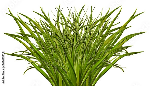 Obraz Green grass isolated on white