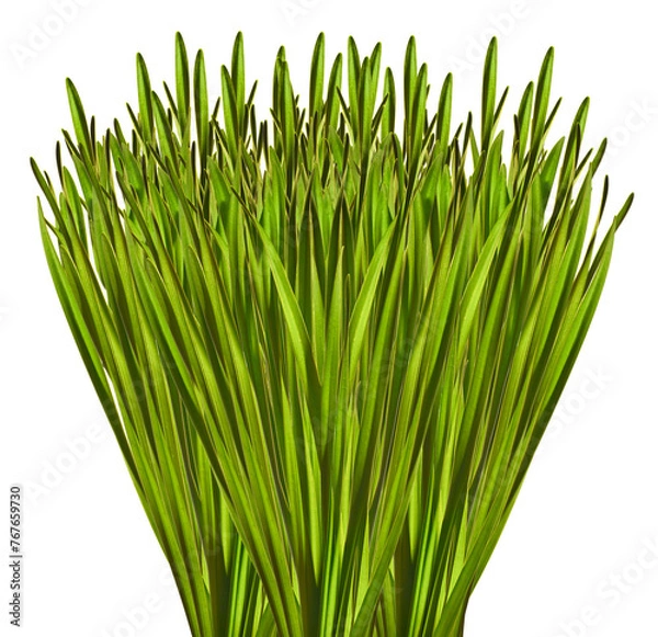 Obraz Green oblong leaves isolated on white 