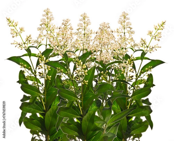 Obraz Blooming privet twigs isolated on white background