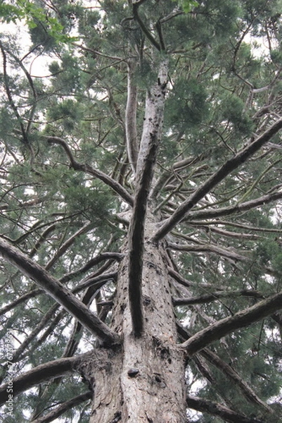Fototapeta The trunk of a pine tree