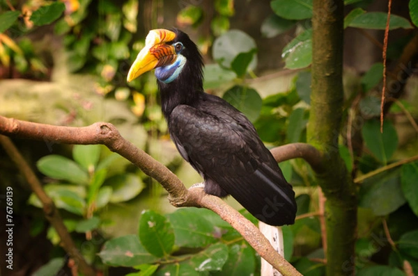 Obraz Helmhornvogel (Aceros cassidix)