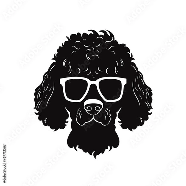 Fototapeta cool poodle dog wearing sunglasses