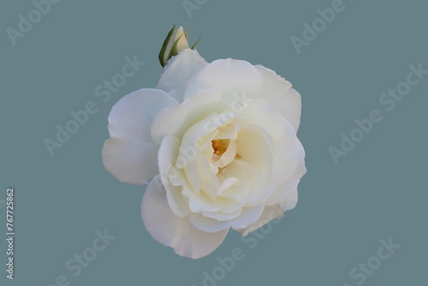 Obraz White rose flower.