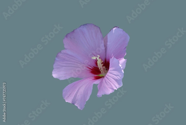 Obraz Syrian hibiscus blooms.