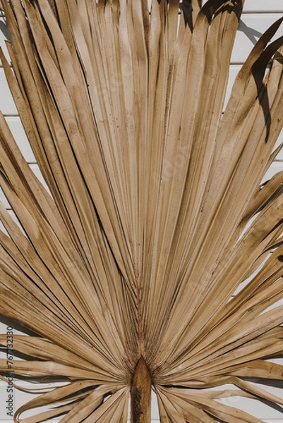 Fototapeta Dry tropical exotic palm leaf. Minimalistic aesthetic floral pattern composition