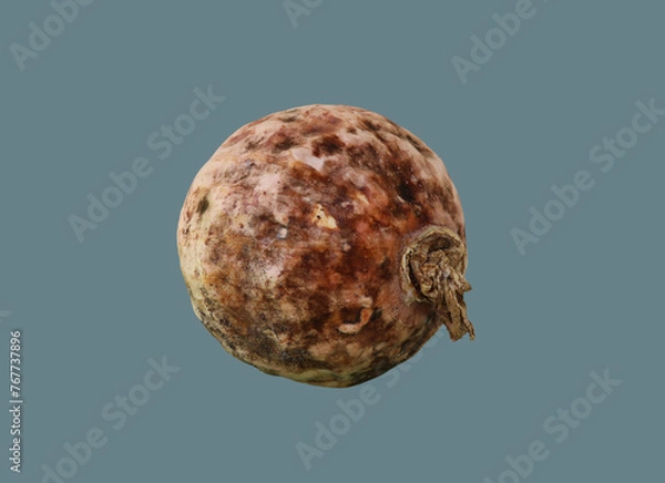 Obraz Round old spoiled pumpkin.