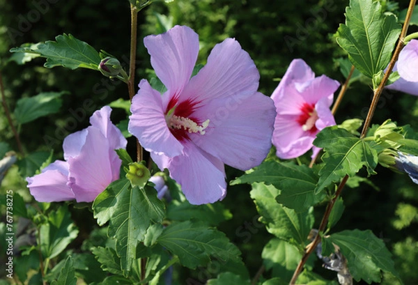 Obraz Syrian hibiscus blooms.