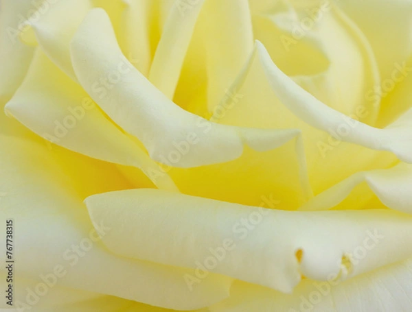 Obraz Flower petals of a yellow, tea rose.