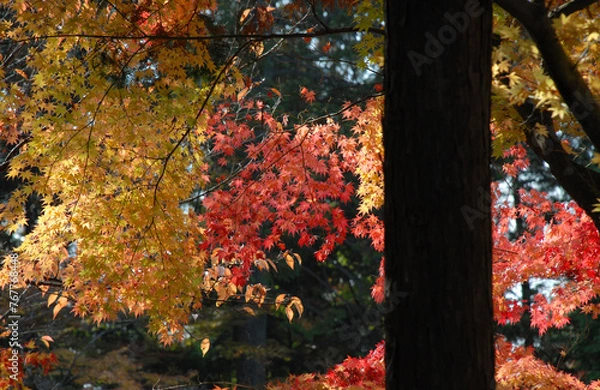 Fototapeta 秋の曼殊院　境内の紅葉　京都市左京区