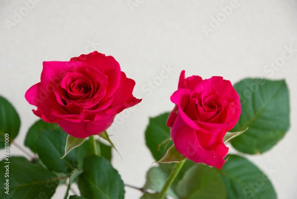 Fototapeta ピンクのばら