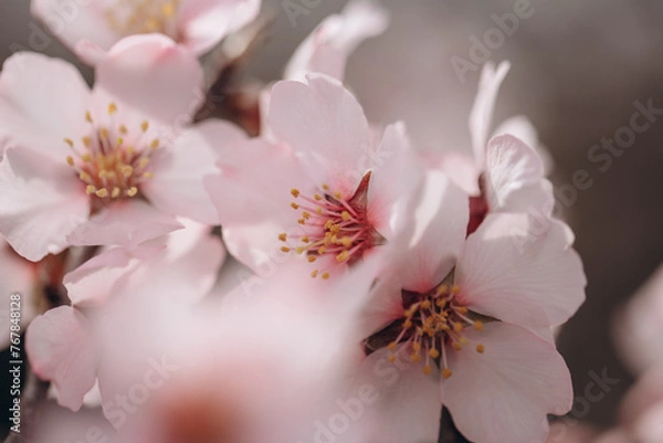 Obraz Spring flowering of a fruit tree of a delicate pink color close-up