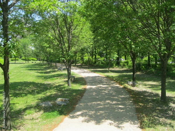 Fototapeta path in the park