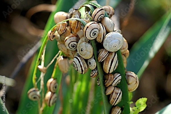 Fototapeta Many small snails on a green leaf